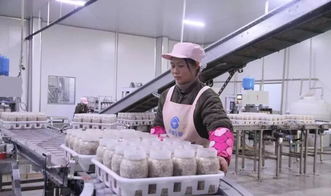 西南地區最大食用菌工廠化項目在萬盛投產，引領產業升級與融合發展